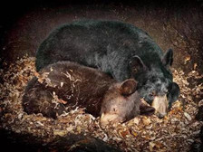 冬眠动物有哪些