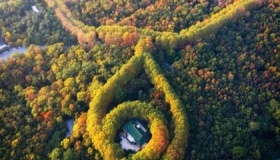 蒋介石在南京为谁种了梧桐树