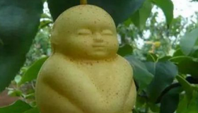 人参果到底是什么