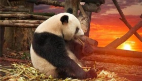 大熊猫雷雷癫痫发作去世