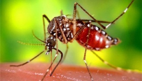 美国将释放7.5亿只转基因蚊子 转基因蚊子有什么用途