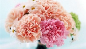 教师节送老师什么花比较好