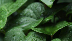 2020梅雨季节什么时候结束