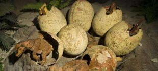 1993年7月3日：河南发现恐龙蛋化石群