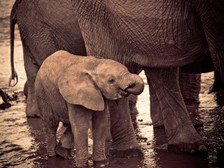 大象是如何举行葬礼的