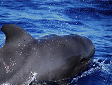 领航鲸为什么叫领航鲸