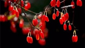 2020年九月九日是什么节