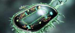 2019年5月16日：第一个完全合成的生物诞生