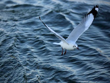海鸥：海上天气预报员