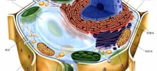 1881年6月23日：德国生物学家  细胞学说的创始人施莱登逝世