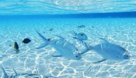 2020年6月8日世界海洋日主题