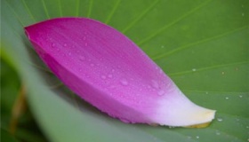 夏至吃什么食物养生