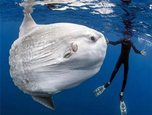 翻车鱼：并不会“翻车”