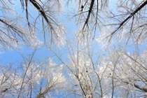 数九天如何养生