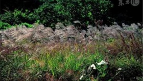 十鼠九苦 哪个月份最苦