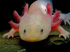 动物为什么能肢体再生