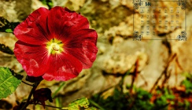 2020年7月的节气节日有哪些