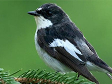 鸟类进化发展史