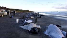 澳大利亚海滩数百头鲸鱼搁浅