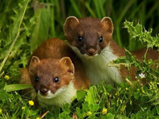 动物能分辨颜色吗