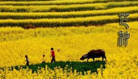 芒种有什么风俗