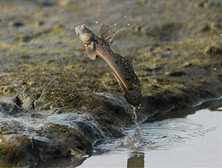 弹涂鱼：离开水也能活