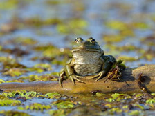 青蛙：世界上最长寿的动物
