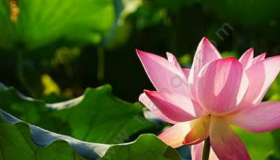 2020西湖荷花几月开