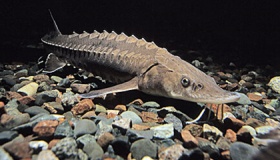 中华鲟是淡水鱼还是海水鱼