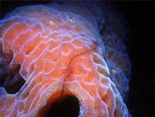 海绵动物：最简单多细胞动物