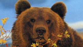 俄罗斯为什么那么喜欢熊