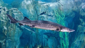 中华鲟简介：被称为水中大熊猫