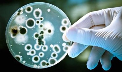 2010年8月11日：南亚发现新型超级细菌