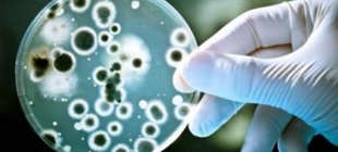 2010年8月11日：南亚发现新型超级细菌