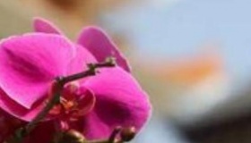 2020年农历七月称为什么月