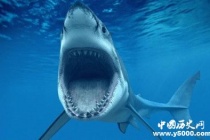 鲨鱼抗癌之谜：鲨鱼为什么不会得癌症