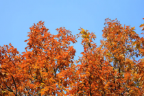 白露养生吃什么东西好