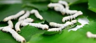 1905年5月20日：我国家蚕病害防治研究的奠基人曹诒孙出生