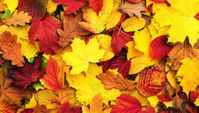 2020年什么时候入秋