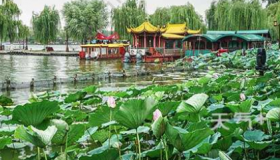 2020大明湖荷花几月开