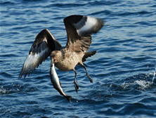 贼鸥——强悍的偷食者