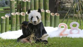 旅日大熊猫“永明”庆祝28岁生日