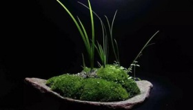 古代文人为什么喜欢菖蒲