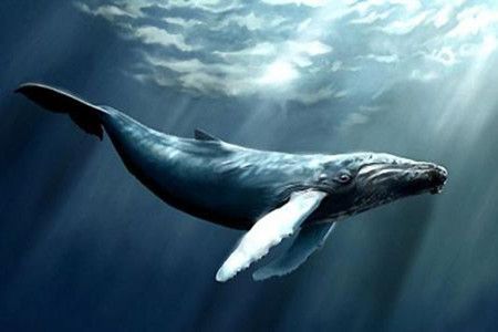 鲸鱼集体自杀之谜