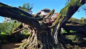广东1100多岁古榕树倒塌