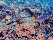 海底玫瑰园是什么样的