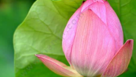 2020年数伏时间表