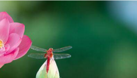 2020夏至是几月几号