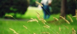 1985年8月13日：国务院批准实施星火计划