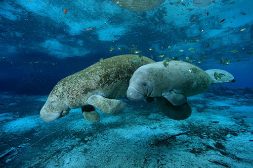 儒艮：传说中的美人鱼